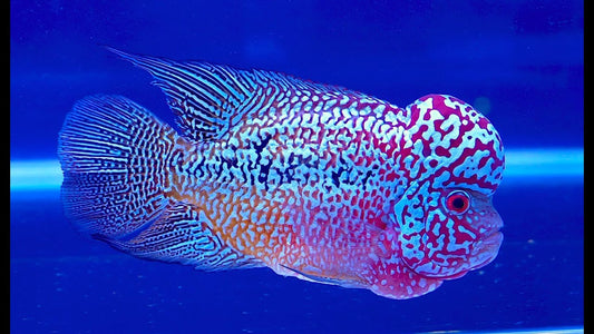 Flowerhorn Thailand Male 4INCH - FreshWaterAquatica.com