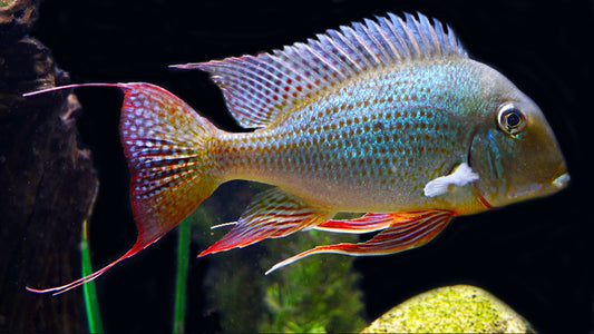 Geophagus Altifrons  3 inches (Imported Only )