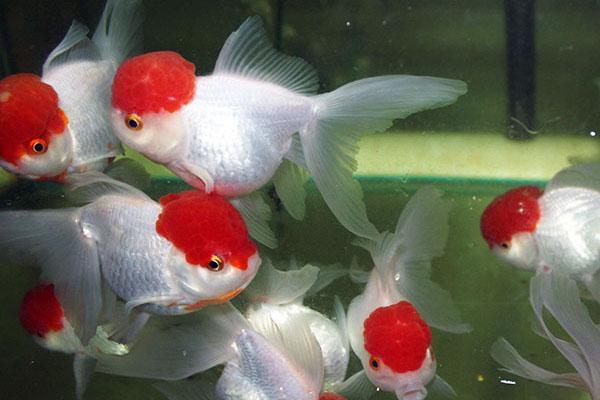 Red Cap Gold Fish - FreshWaterAquatica.com