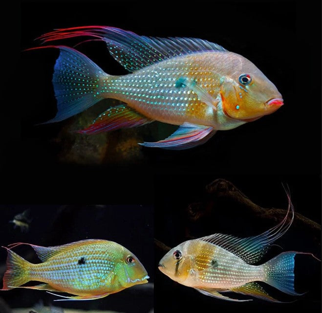 Geophagus Hickelii 2.5 inches