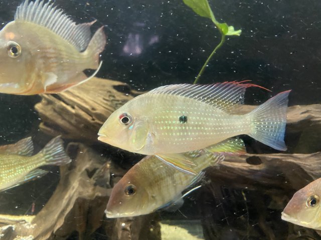 Geophagus Hickelii 2.5 inches