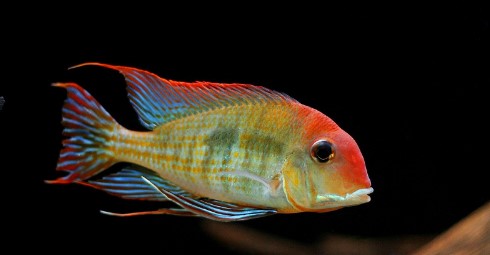 Geophagus Red Head Tapajos