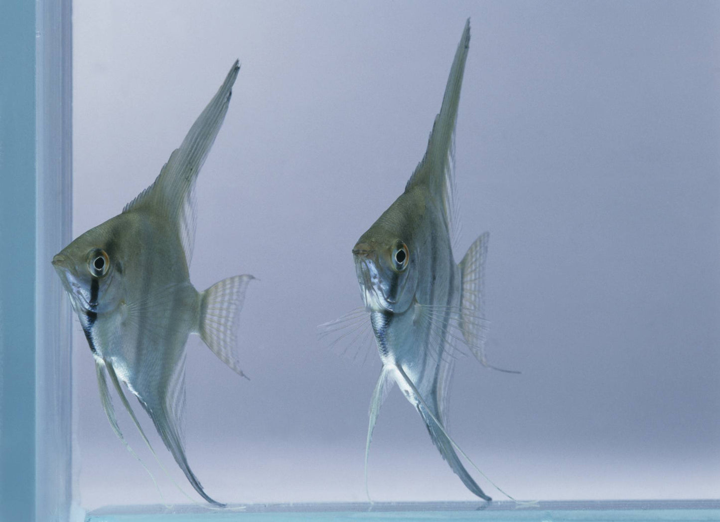 Blue Angel fish - FreshWaterAquatica.com