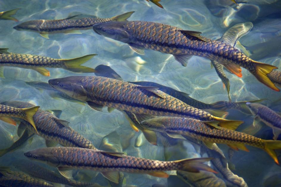 Tor putitora 'Golden Mahseer