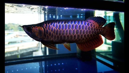Golden Blue bass arowana 10 Inches