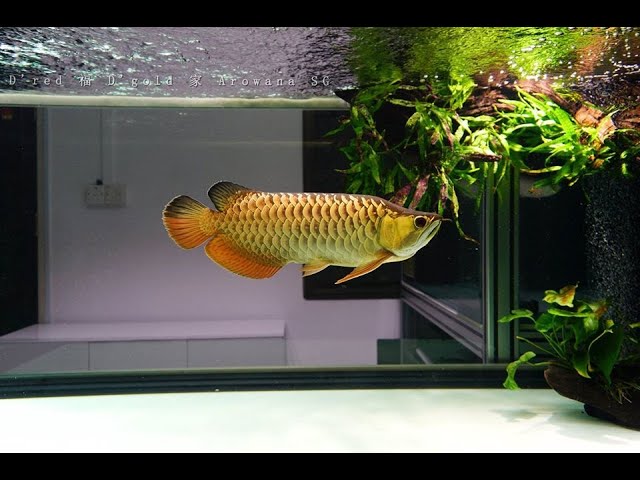 Golden Cross Back Arowana 10 inch