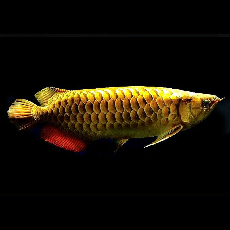 Golden Cross Back Arowana 10 inch