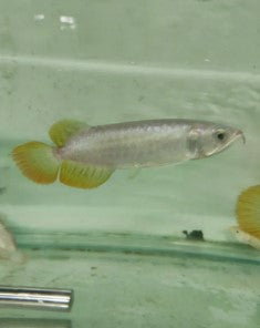 Golden Pearl Arowana 9 inches