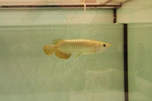 Golden Pearl Arowana 9 inches