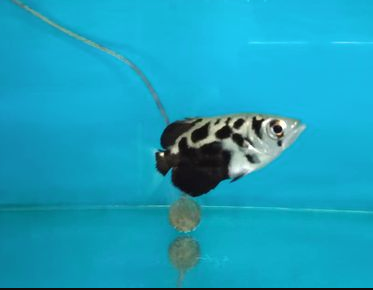 Golden Archer 2 inches - FreshWaterAquatica.com