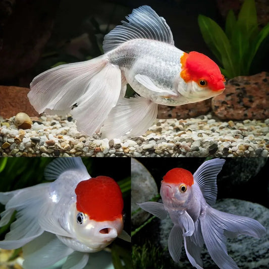 Imported RED CAP GOLD - FreshWaterAquatica.com