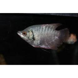 Red Tail Gaint Gourami - FreshWaterAquatica.com