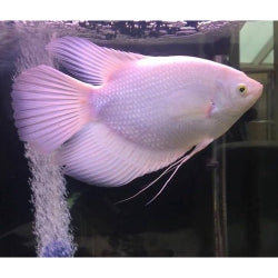 Albino Gaint Gourami - FreshWaterAquatica.com