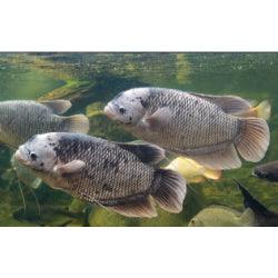 Red Tail Gaint Gourami - FreshWaterAquatica.com