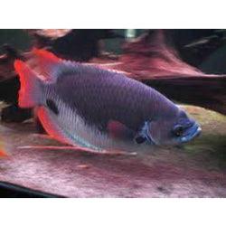 Red Tail Gaint Gourami - FreshWaterAquatica.com