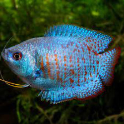 Blue Cobalt Gourami - FreshWaterAquatica.com