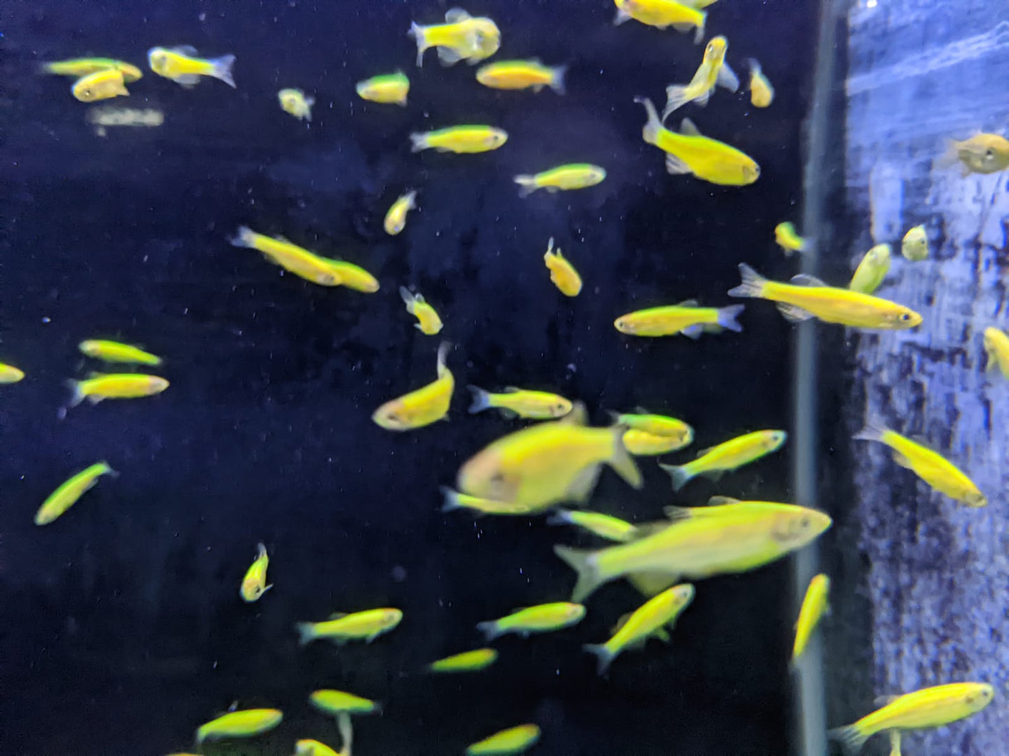 Green Zebra Danio - FreshWaterAquatica.com