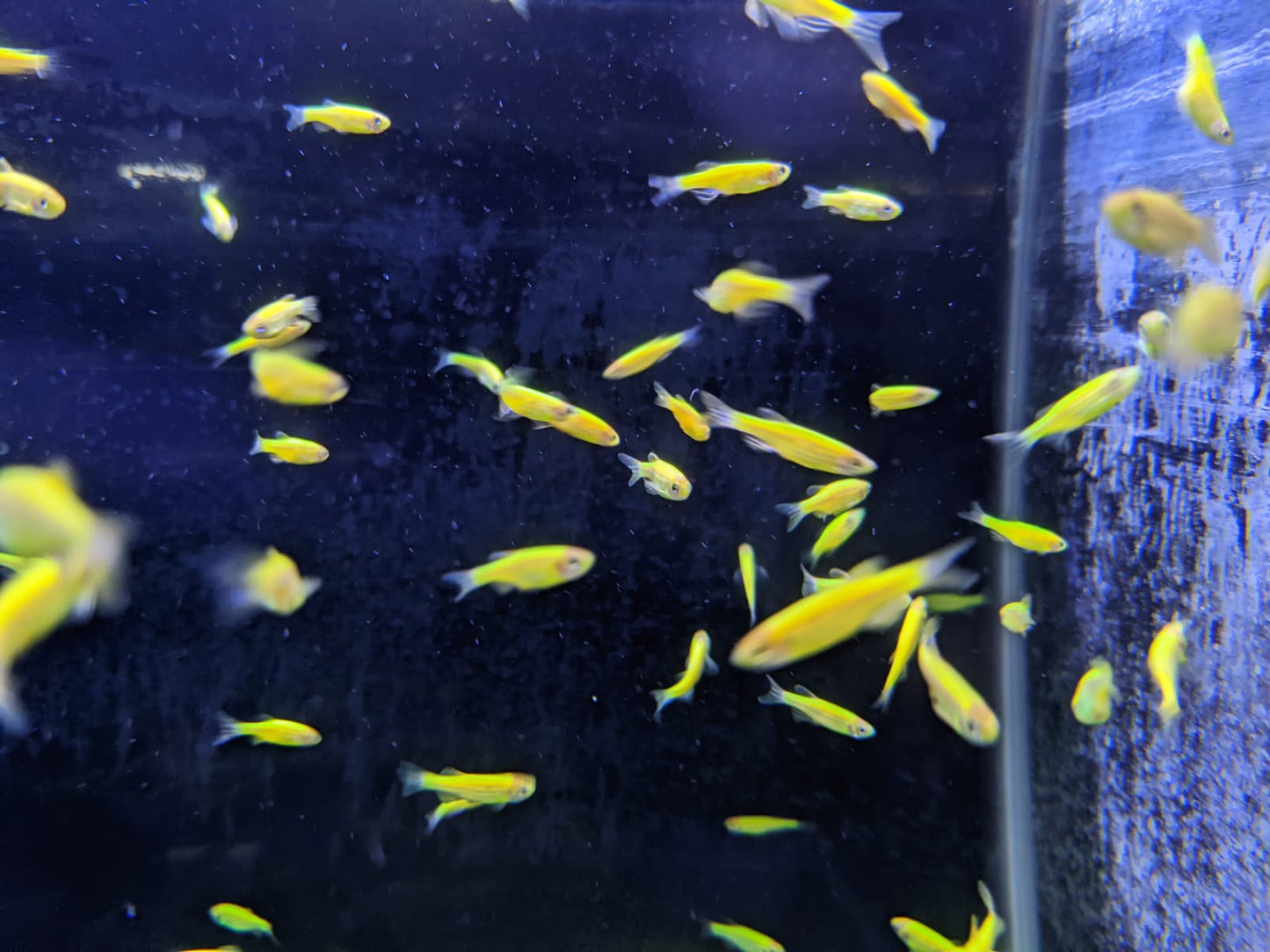Green Zebra Danio - FreshWaterAquatica.com