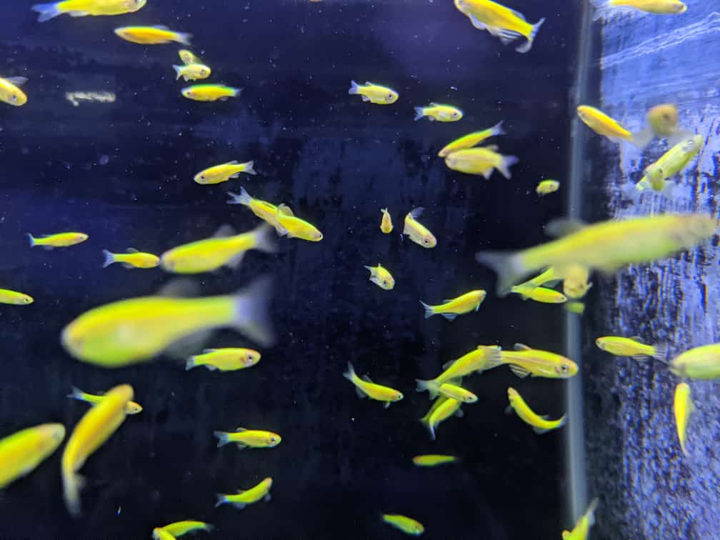 Green Zebra Danio - FreshWaterAquatica.com