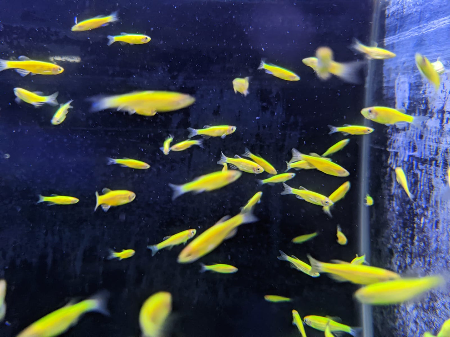 Green Zebra Danio - FreshWaterAquatica.com