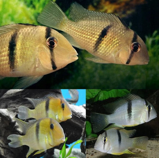 Geophagus Guanacara