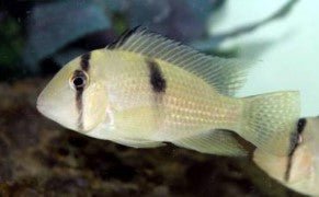 Geophagus Guanacara