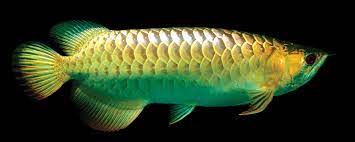 High Back Golden Arowana