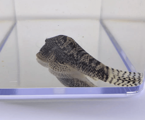 Hillstream Loach - FreshWaterAquatica.com