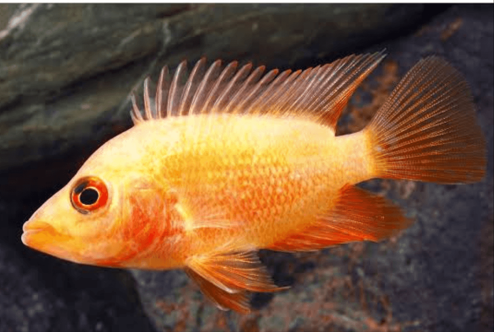Red Devil cichlid - FreshWaterAquatica.com