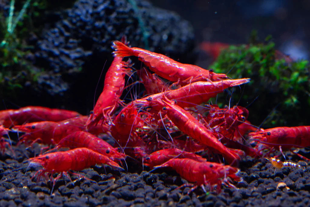 Fire Red Shrimp - FreshWaterAquatica.com