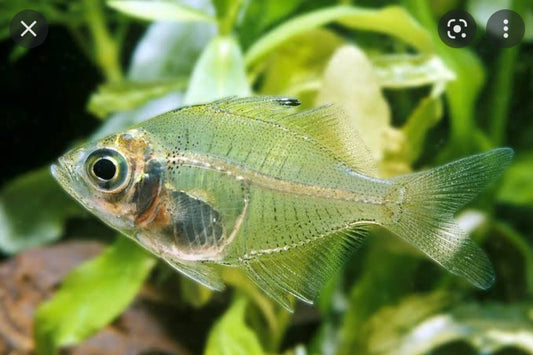 Glass Fish - FreshWaterAquatica.com