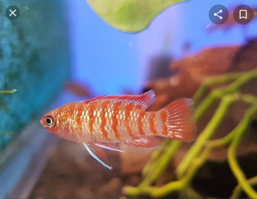 Red badis
