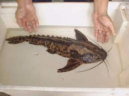 Irwini catfish 3 inches