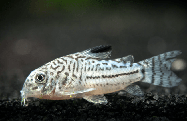 JULI'S CORY - FreshWaterAquatica.com