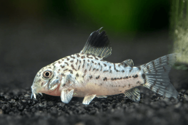 JULI'S CORY - FreshWaterAquatica.com