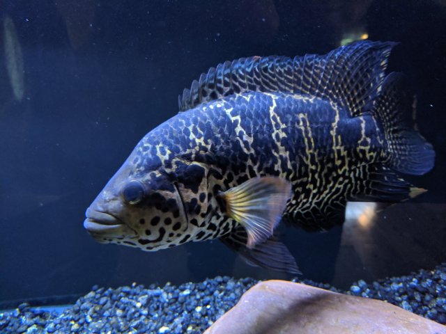 Jaguar CICHLID 8 inches