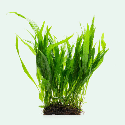 Java Fern 3 inch by 3inch mat