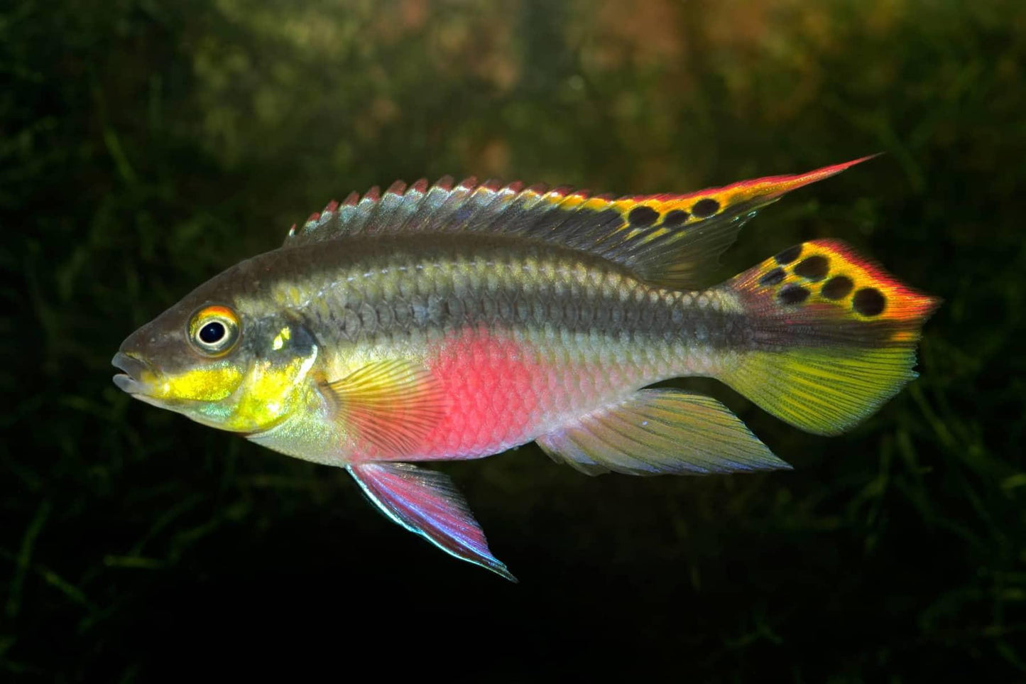 Rainbow kribs - FreshWaterAquatica.com