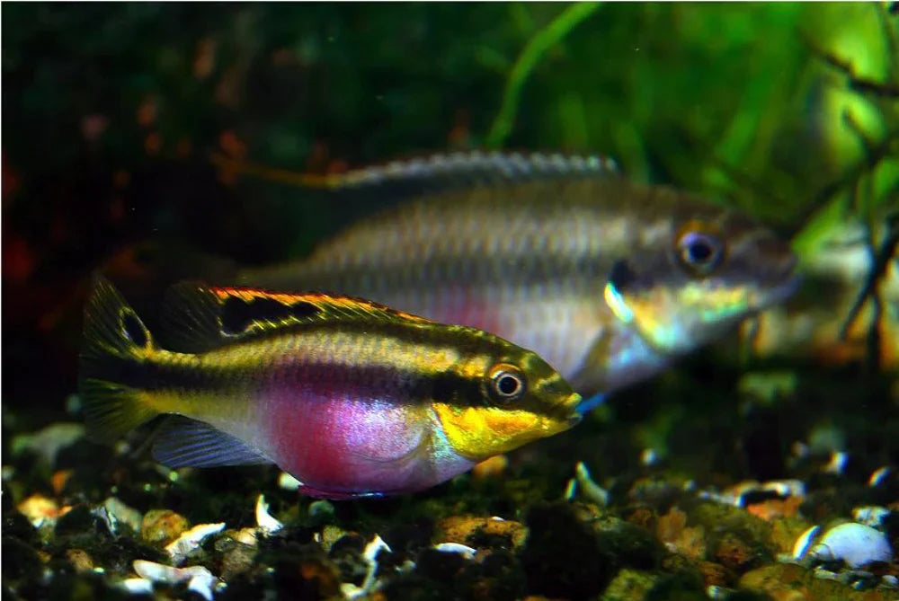 Rainbow kribs - FreshWaterAquatica.com