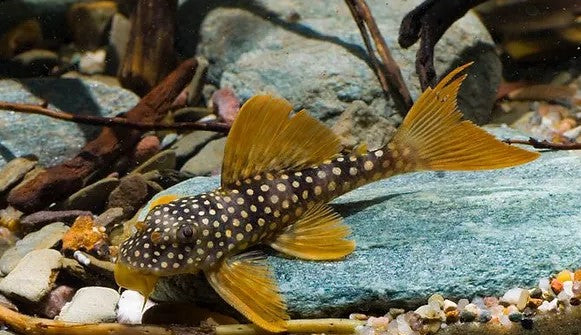 L-14 (SCOBINANCISTRUS AUREATUS)