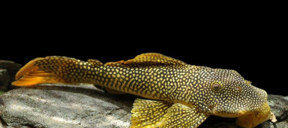 L-14 (SCOBINANCISTRUS AUREATUS)