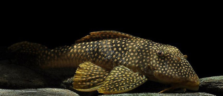 L-14 (SCOBINANCISTRUS AUREATUS)