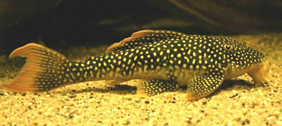 L-14 (SCOBINANCISTRUS AUREATUS)