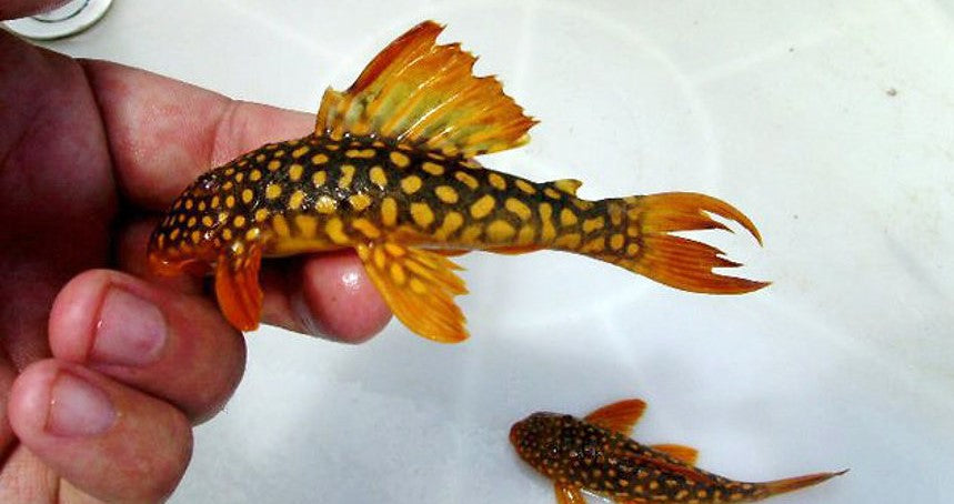 L-14 (SCOBINANCISTRUS AUREATUS)