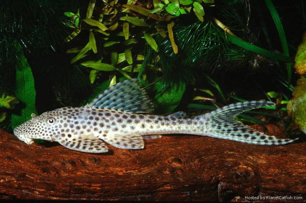 L-153 (Blue Fin Thresher Pleco)