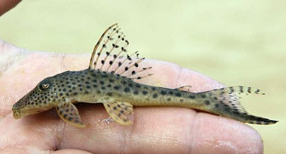 L-153 (Blue Fin Thresher Pleco)