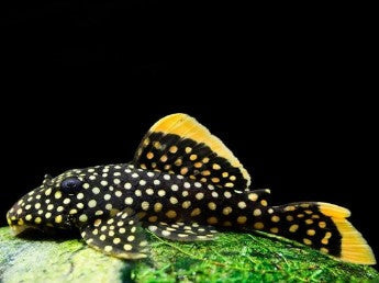 L-18 (BARYANCISTRUS XANTHELLUS)