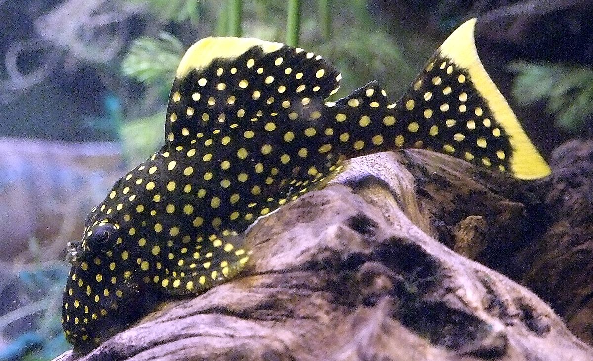 L-18 (BARYANCISTRUS XANTHELLUS)