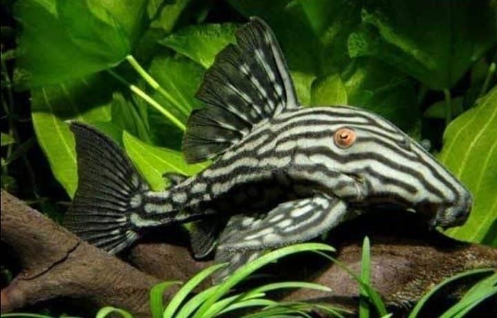 L-190 PLECO (Orinoco Royal Pleco)