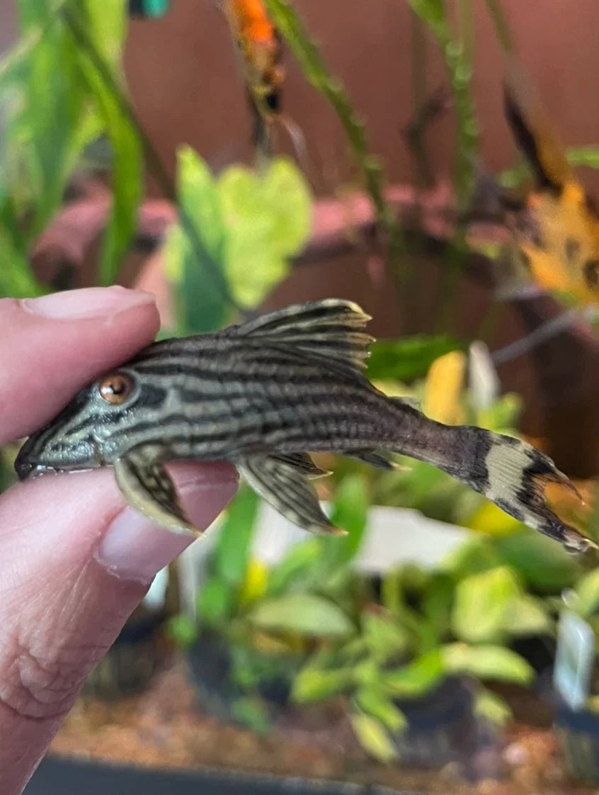 L-190 PLECO (Orinoco Royal Pleco)